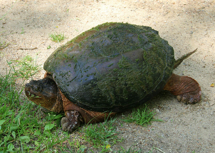 Common Snapping Turtle